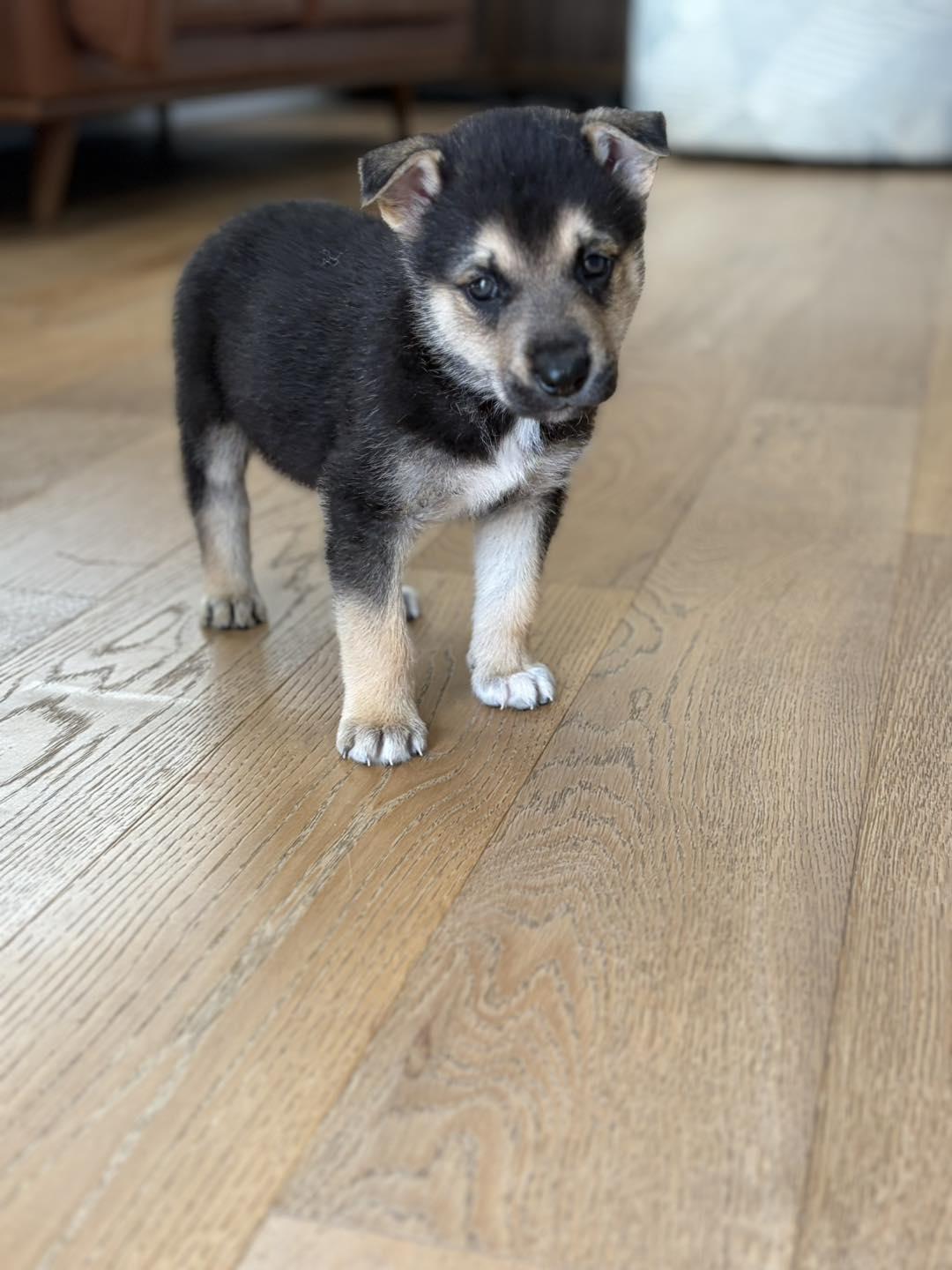 Easter Candy Litter- Hershey, Adoptable, Young Male German Shepherd Dog & Siberian Husky.