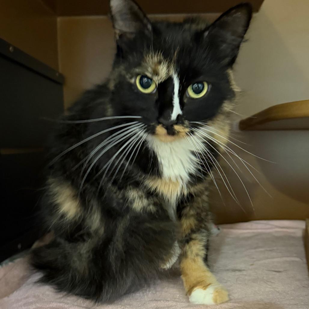 FiFi, Adoptable, Adult Female Domestic Medium Hair.
