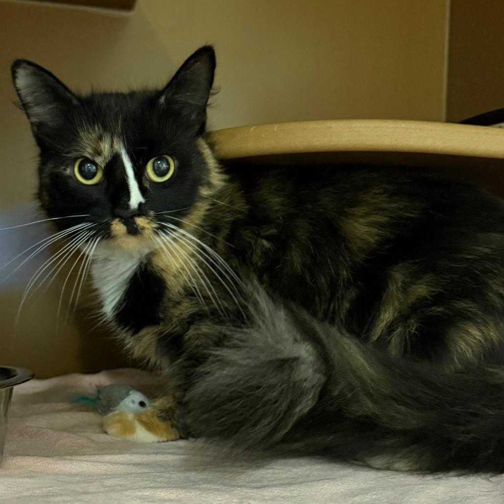 Enlarge FiFi, a Adoptable Domestic Medium Hair in Middlebury, VT image 2/4