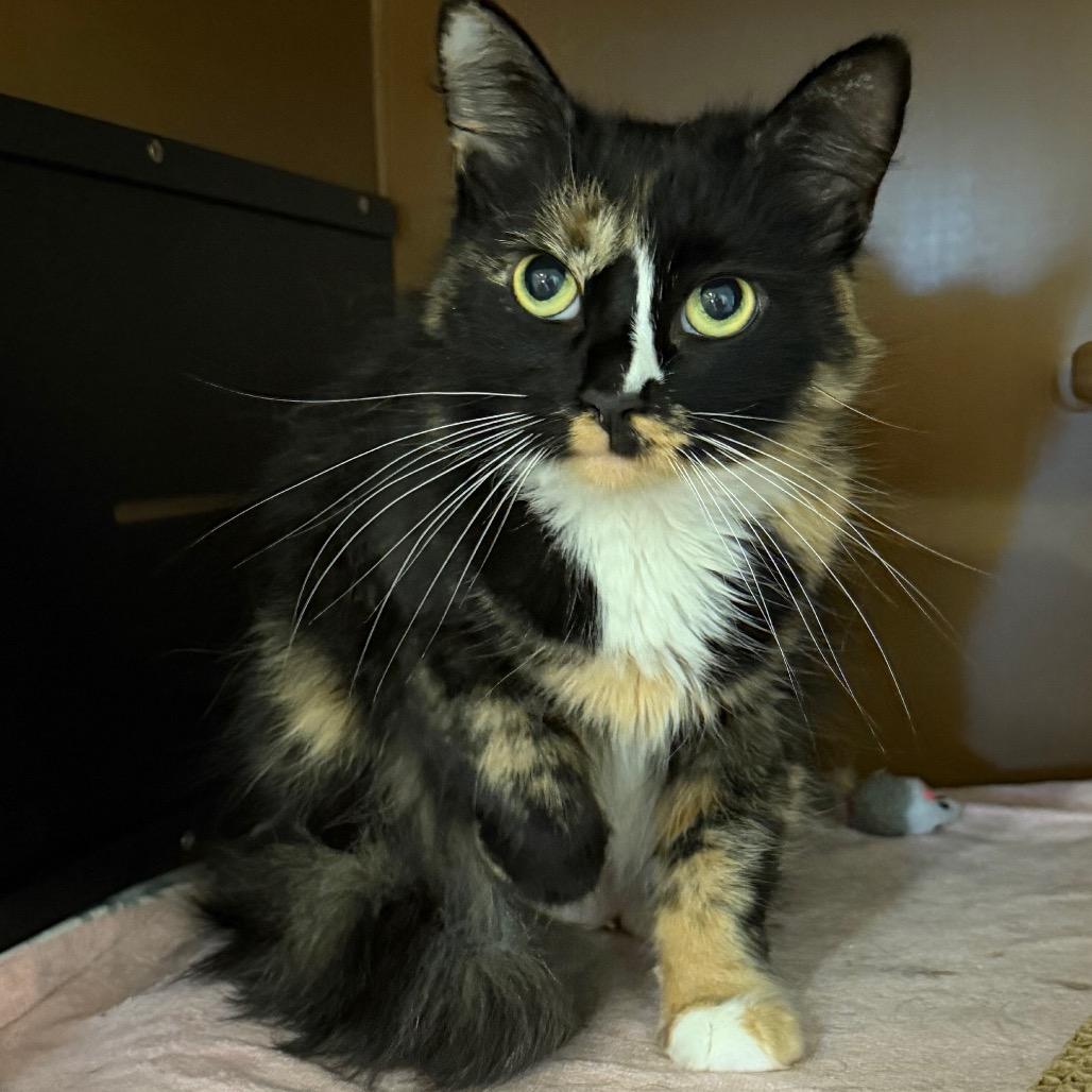 Enlarge FiFi, a Adoptable Domestic Medium Hair in Middlebury, VT image 3/4