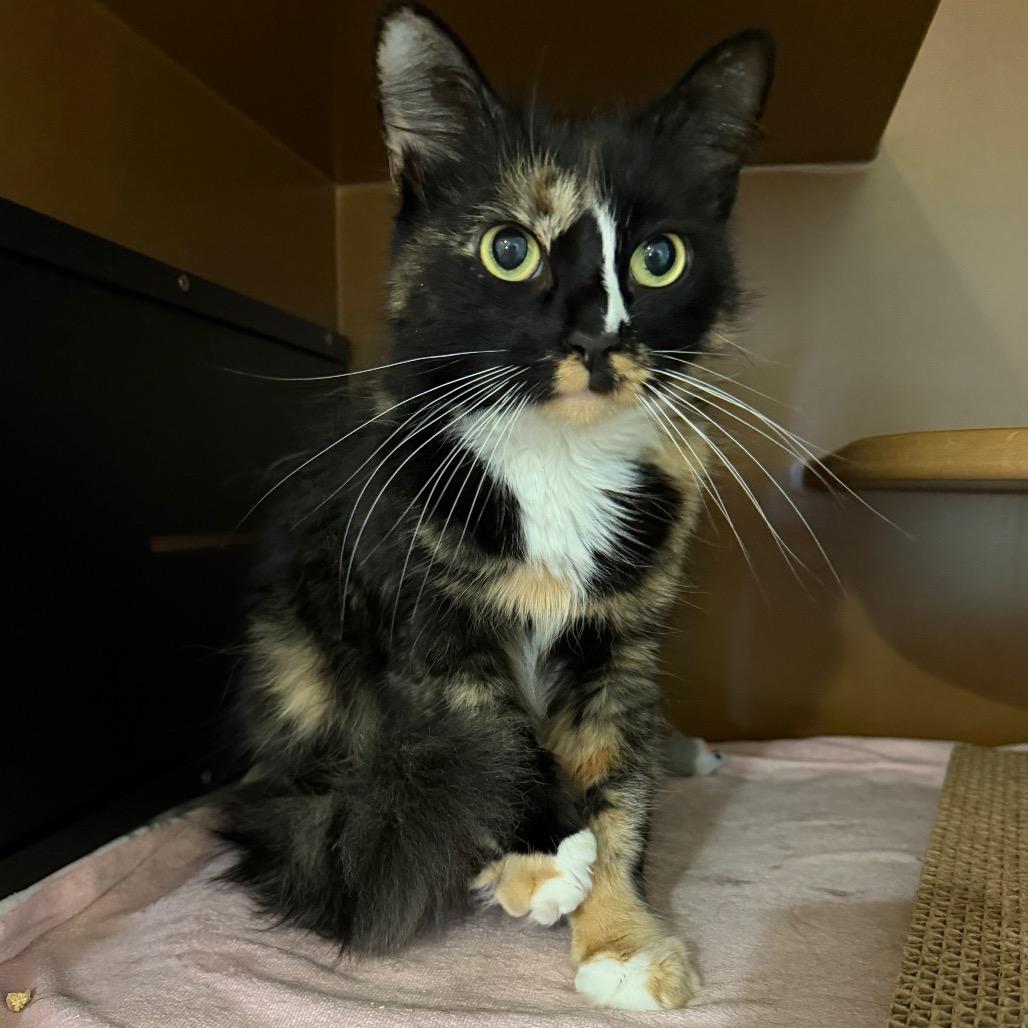 Enlarge FiFi, a Adoptable Domestic Medium Hair in Middlebury, VT image 4/4