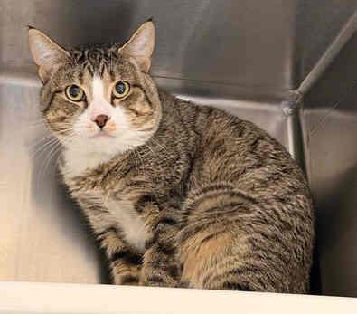 Pepper, ADOPTABLE, Adult Male Tabby & Domestic Short Hair.