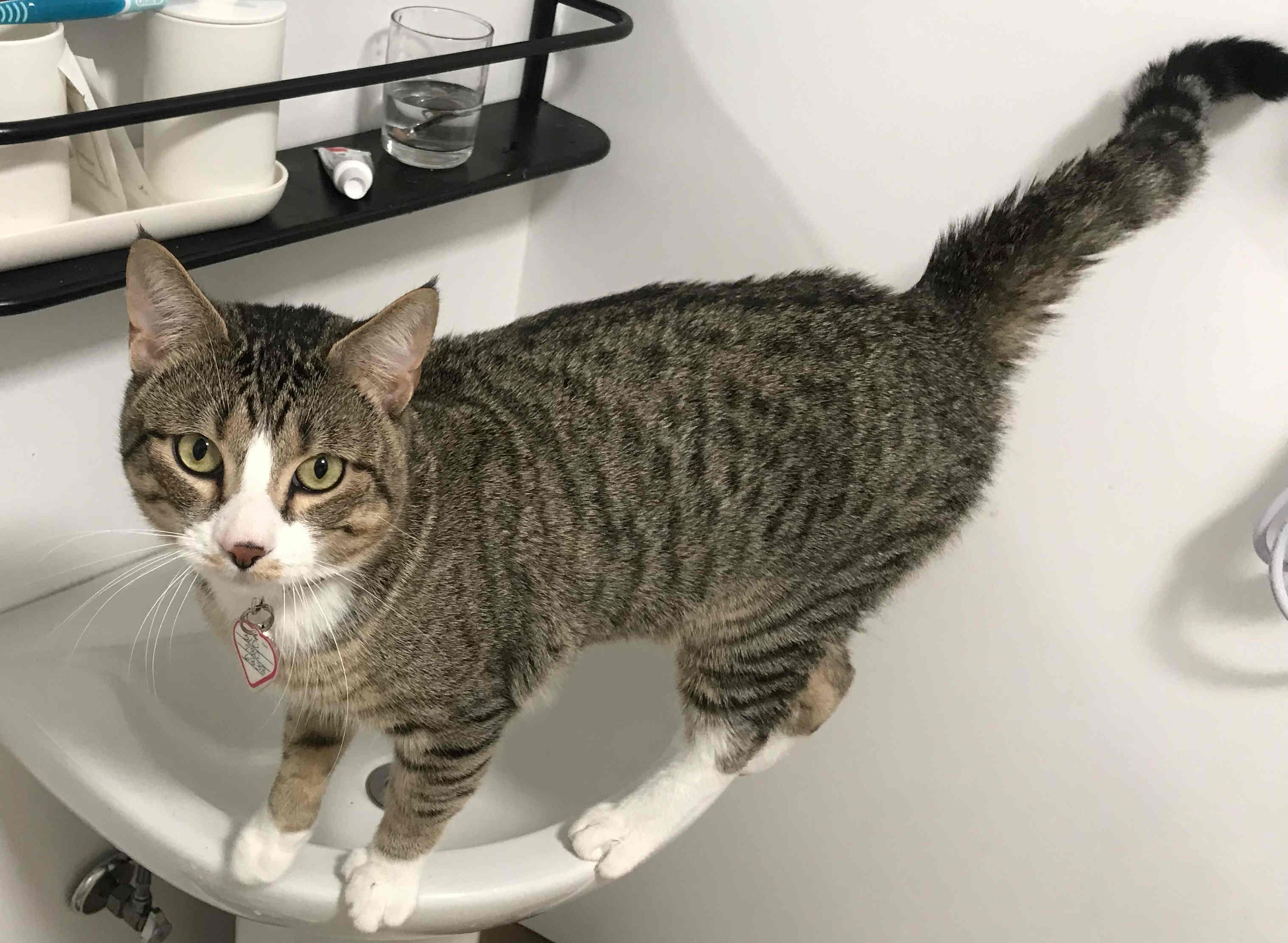 Enlarge Pepper, a ADOPTABLE mixed breed in Venice, CA image 2/3