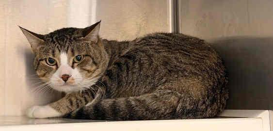 Enlarge Pepper, a ADOPTABLE mixed breed in Venice, CA image 3/3