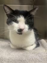 Scraps, a Adoptable Domestic Short Hair in Blue Springs, MO image 3/3