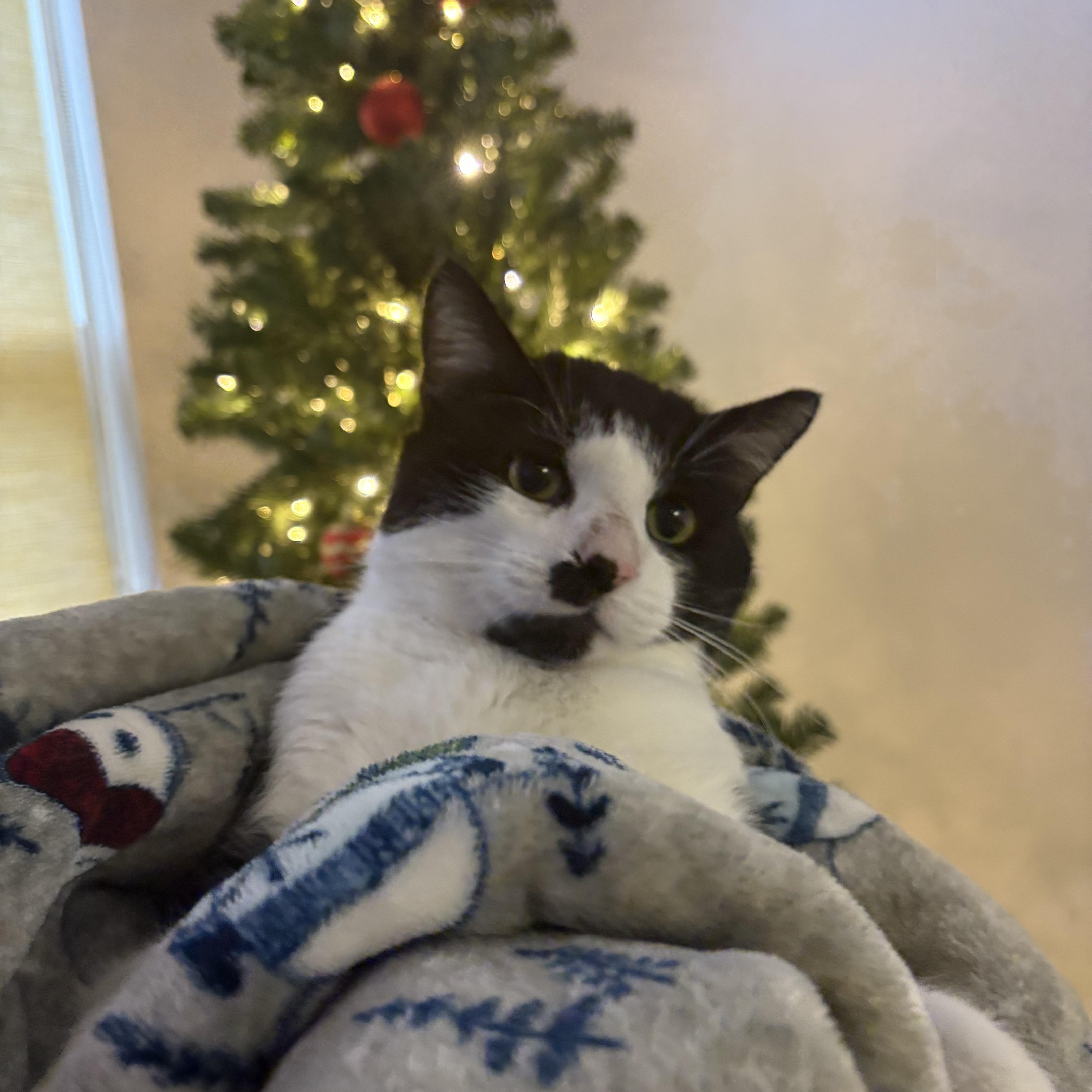 Scraps, a Adoptable Domestic Short Hair in Blue Springs, MO image 1/3