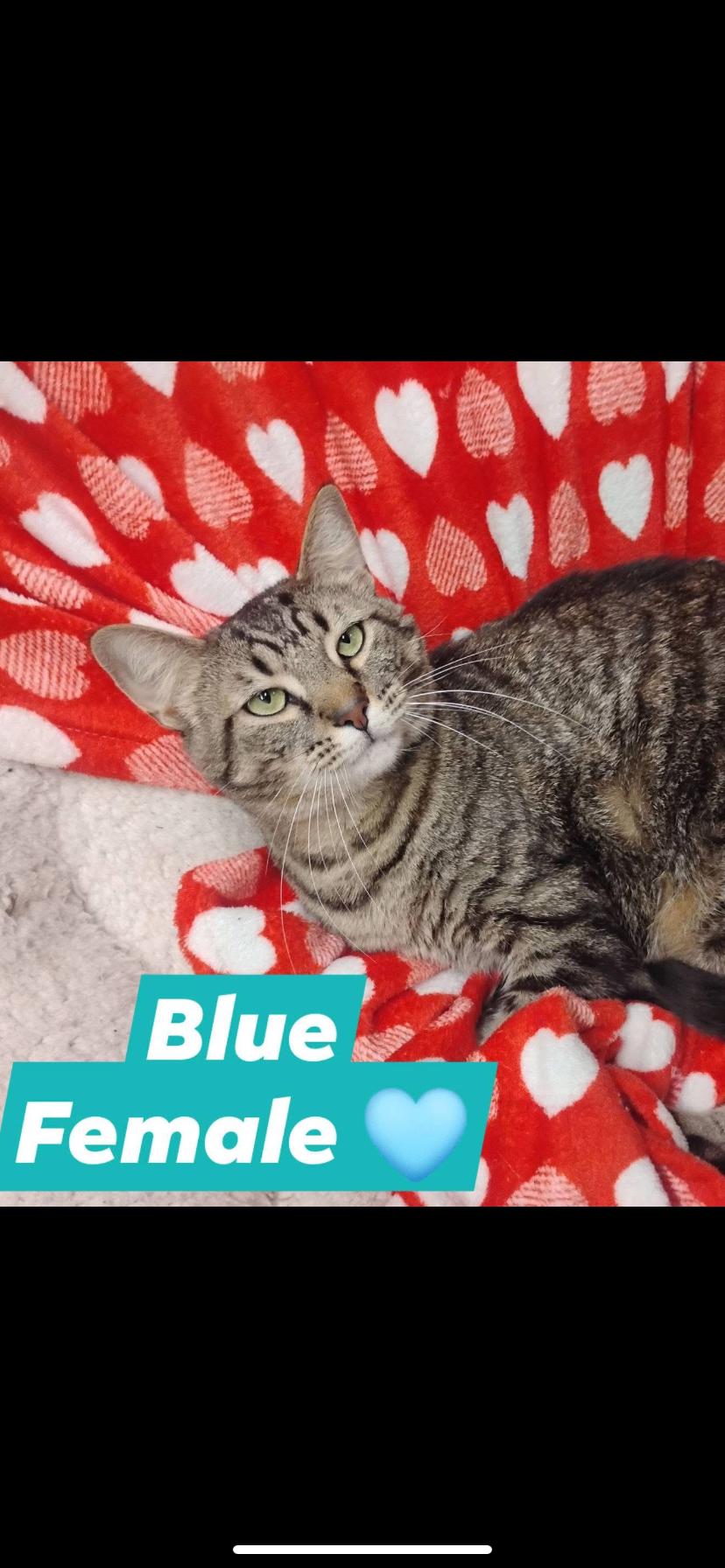 Blue, an adopted Domestic Short Hair in Greensburg, PA image 2/2