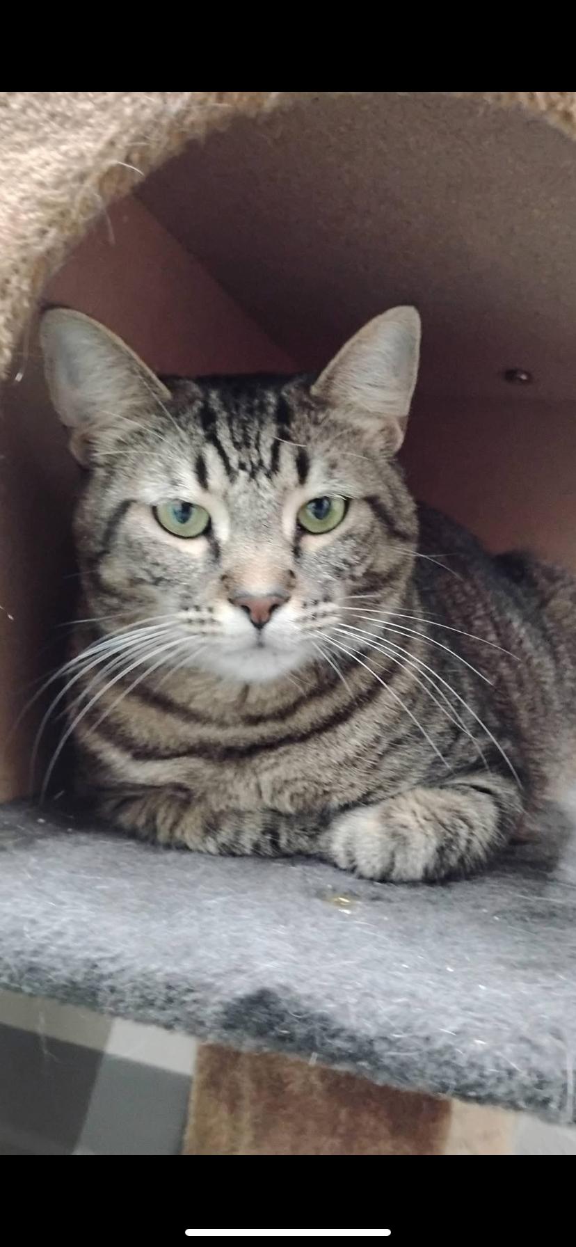 Blue, an adopted Domestic Short Hair in Greensburg, PA image 1/2
