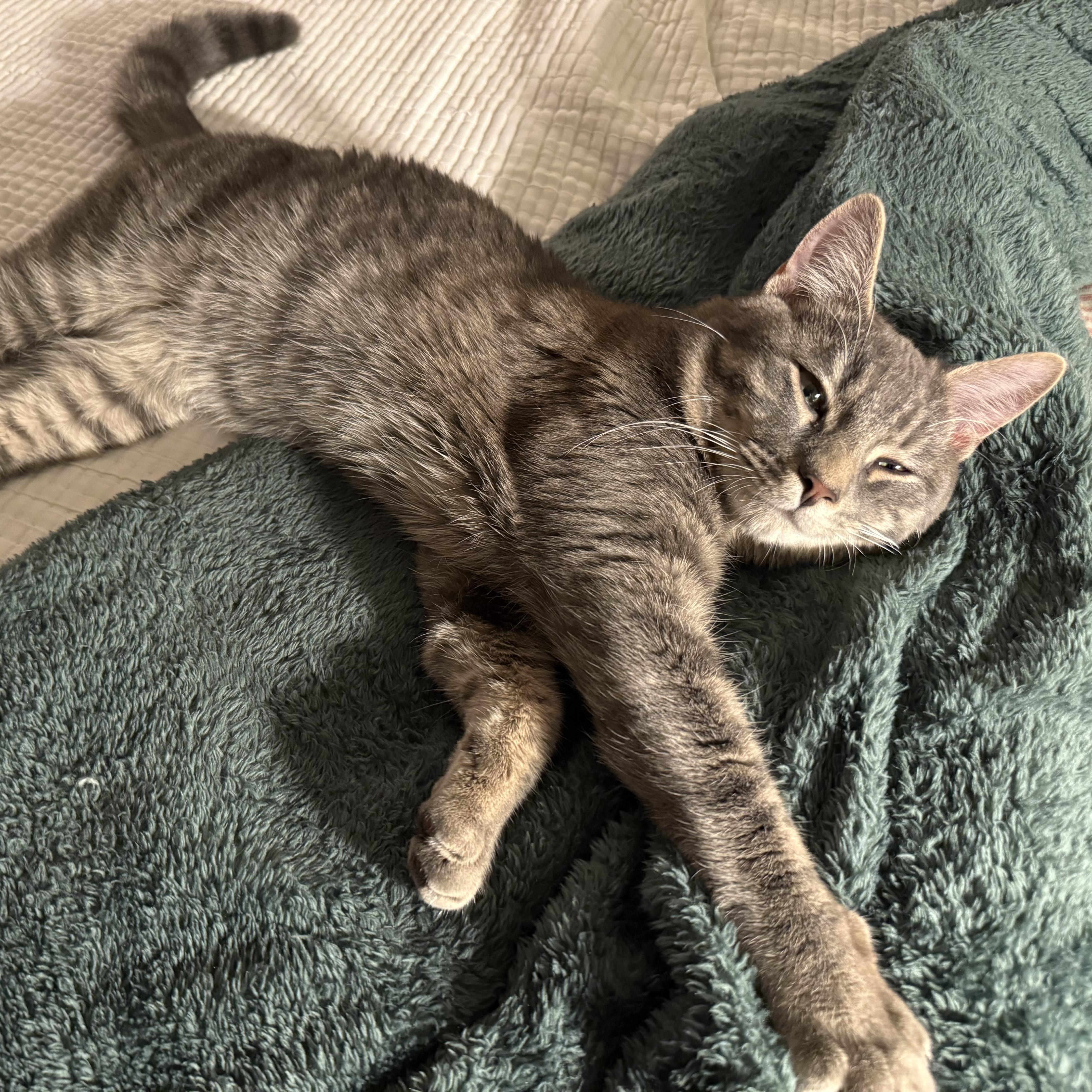 Enlarge Bowie, a Adoptable Domestic Short Hair in Philadelphia, PA image 3/6