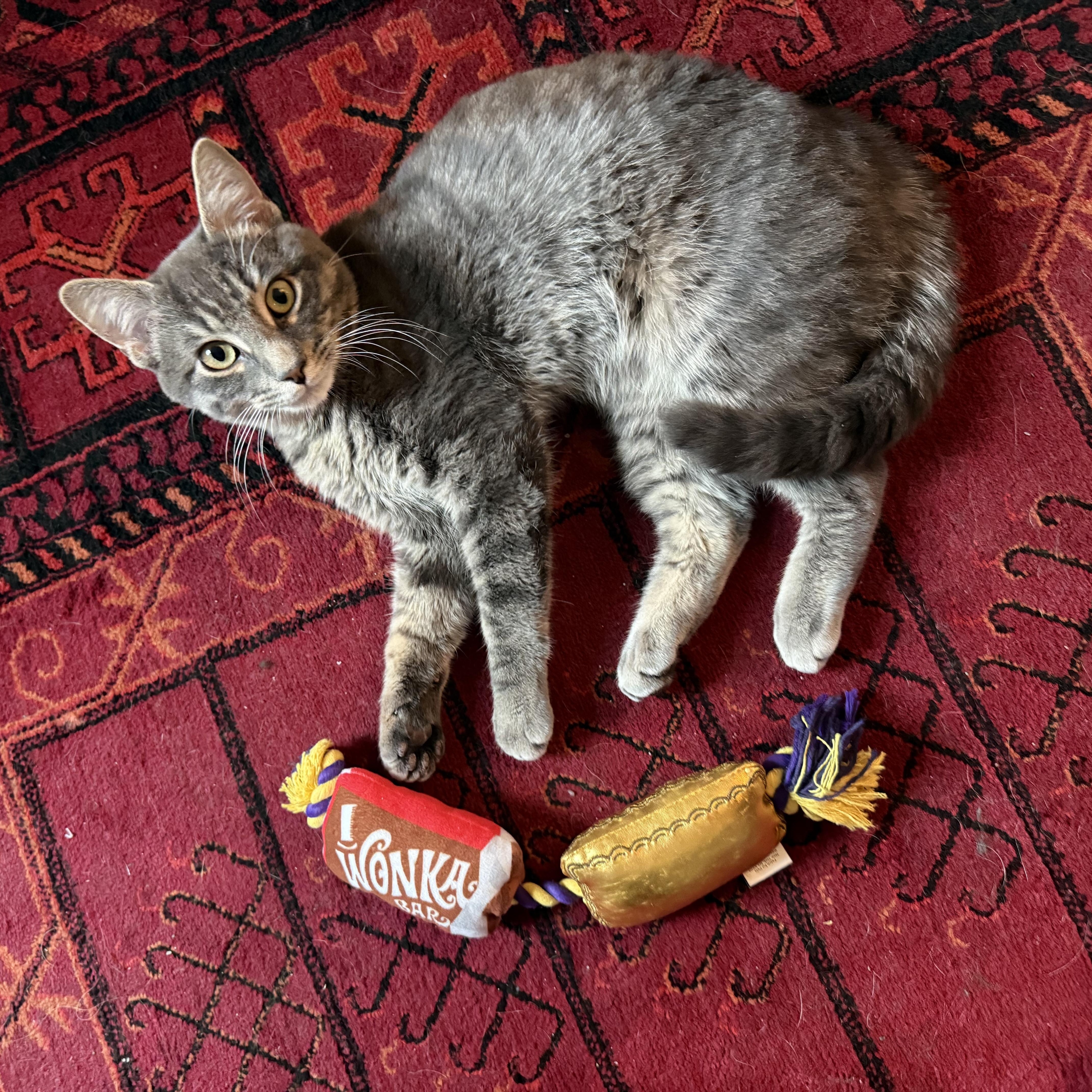 Enlarge Bowie, a Adoptable Domestic Short Hair in Philadelphia, PA image 2/6