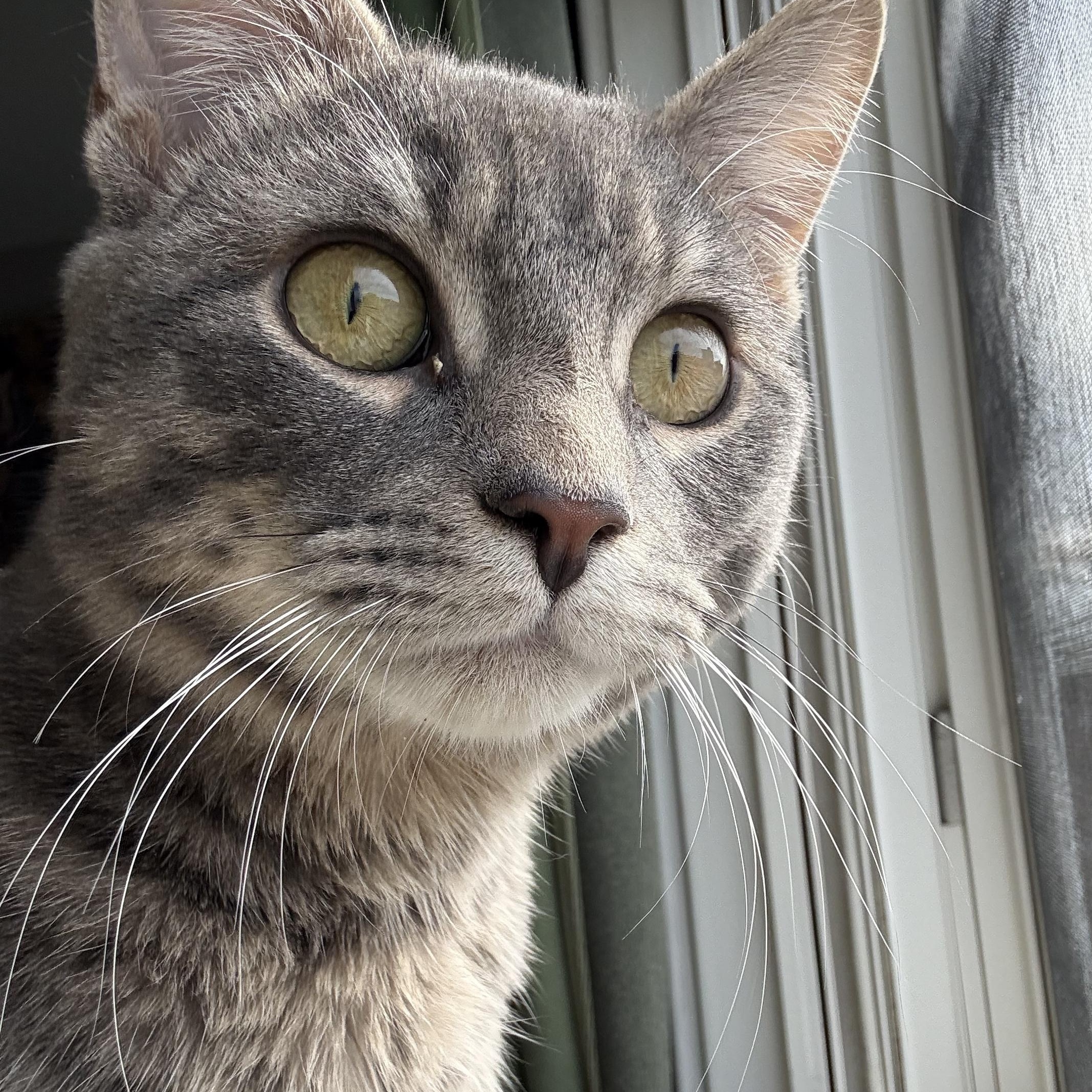 Enlarge Bowie, a Adoptable Domestic Short Hair in Philadelphia, PA image 4/6