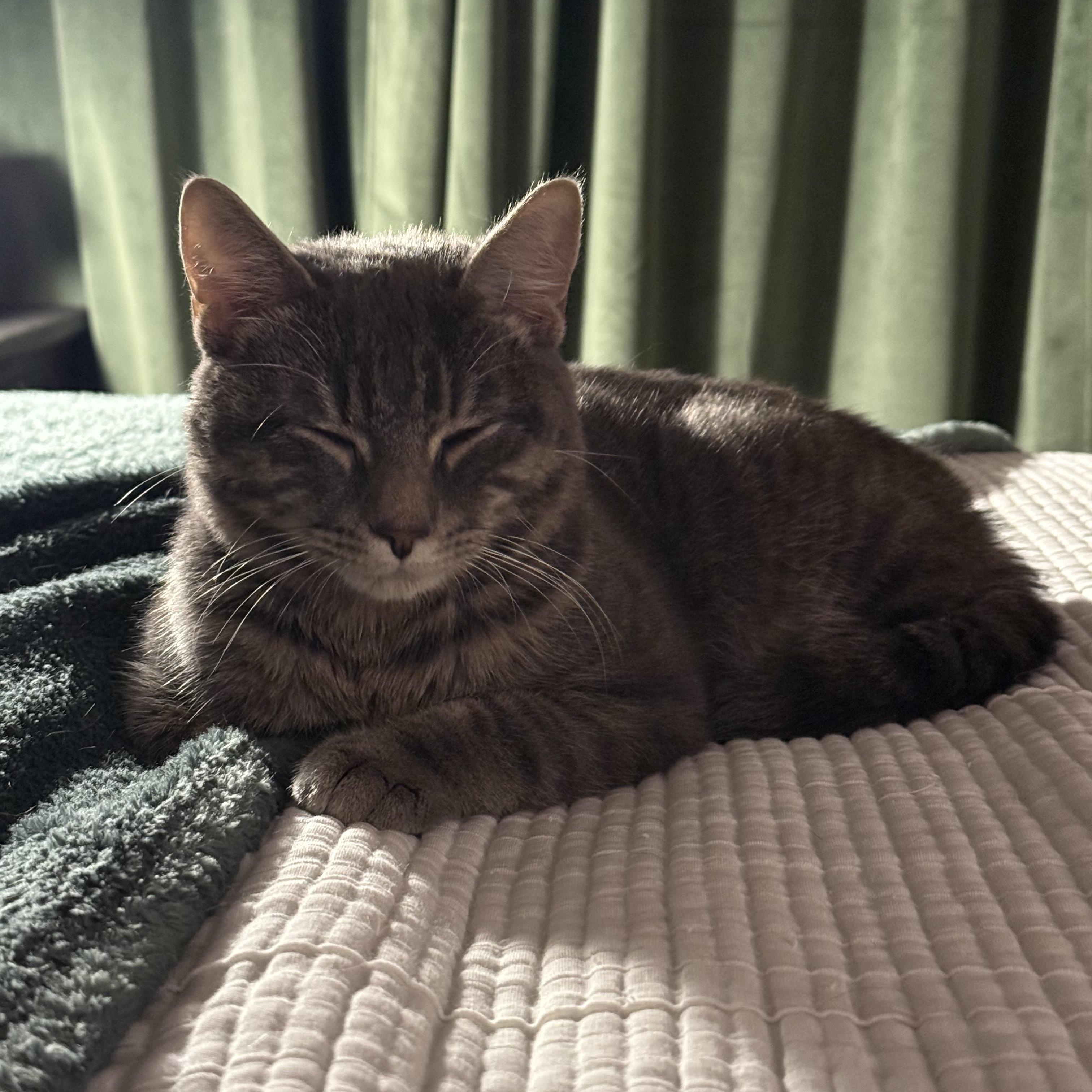 Enlarge Bowie, a Adoptable Domestic Short Hair in Philadelphia, PA image 5/6