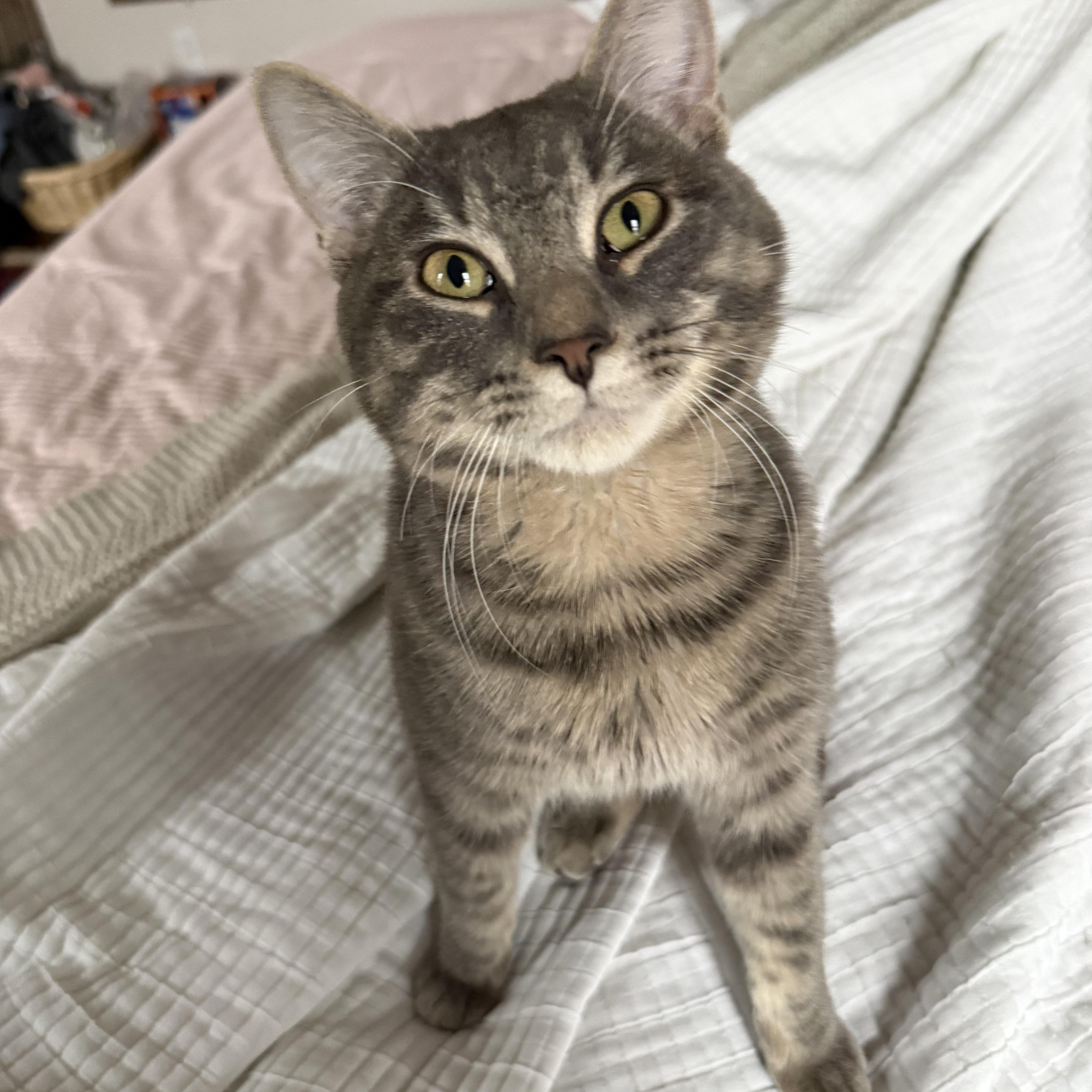 Enlarge Bowie, a Adoptable Domestic Short Hair in Philadelphia, PA image 1/6