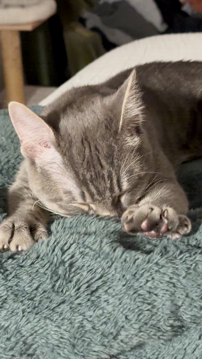 Enlarge Bowie, a Adoptable Domestic Short Hair in Philadelphia, PA video 6/6