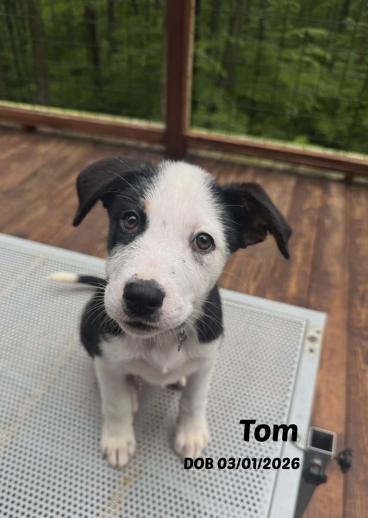 Enlarge Tom, a ADOPTABLE mixed breed in Seymour, IN image 1/6