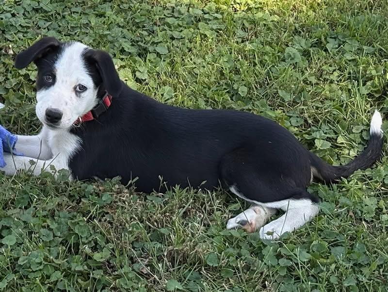 Enlarge Tom, a ADOPTABLE mixed breed in Seymour, IN image 4/6