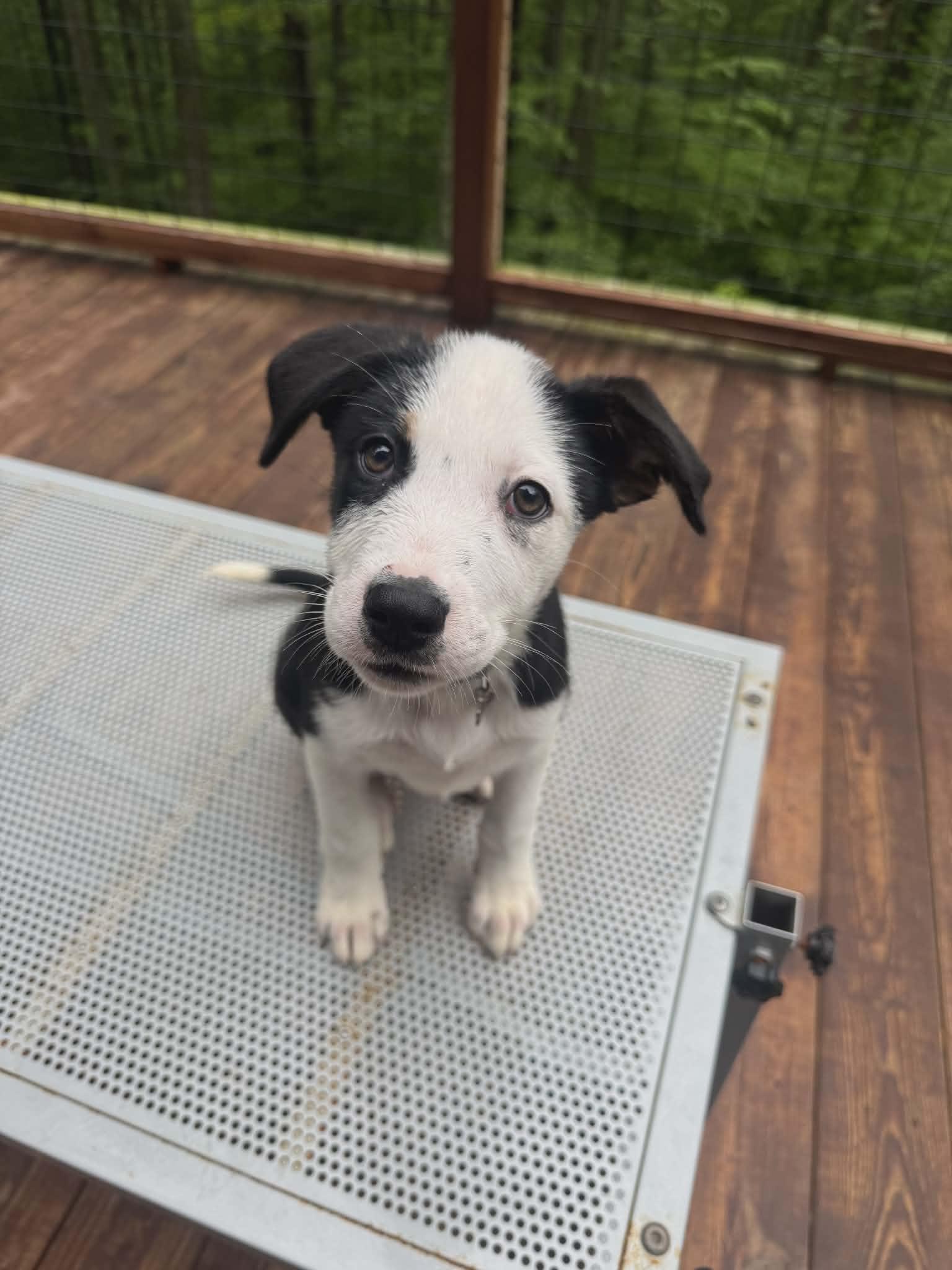 Enlarge Tom, a ADOPTABLE mixed breed in Seymour, IN image 5/6