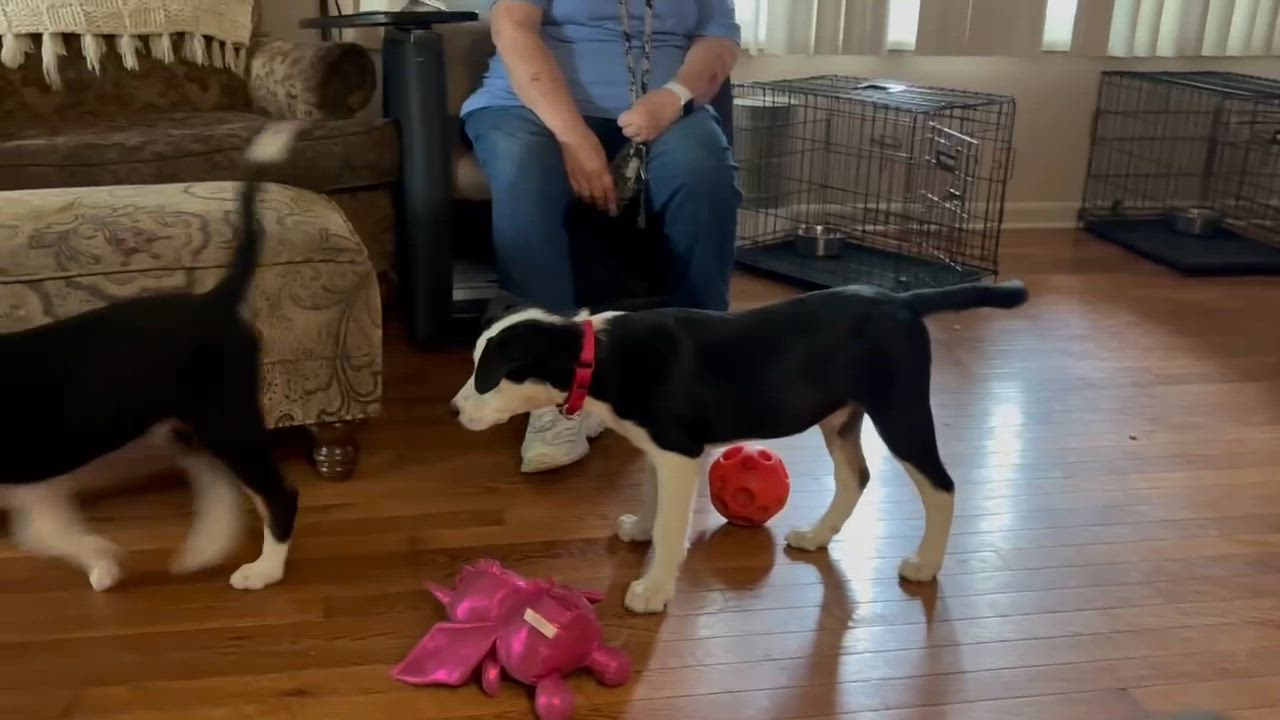 Enlarge Tom, a ADOPTABLE mixed breed in Seymour, IN video 6/6
