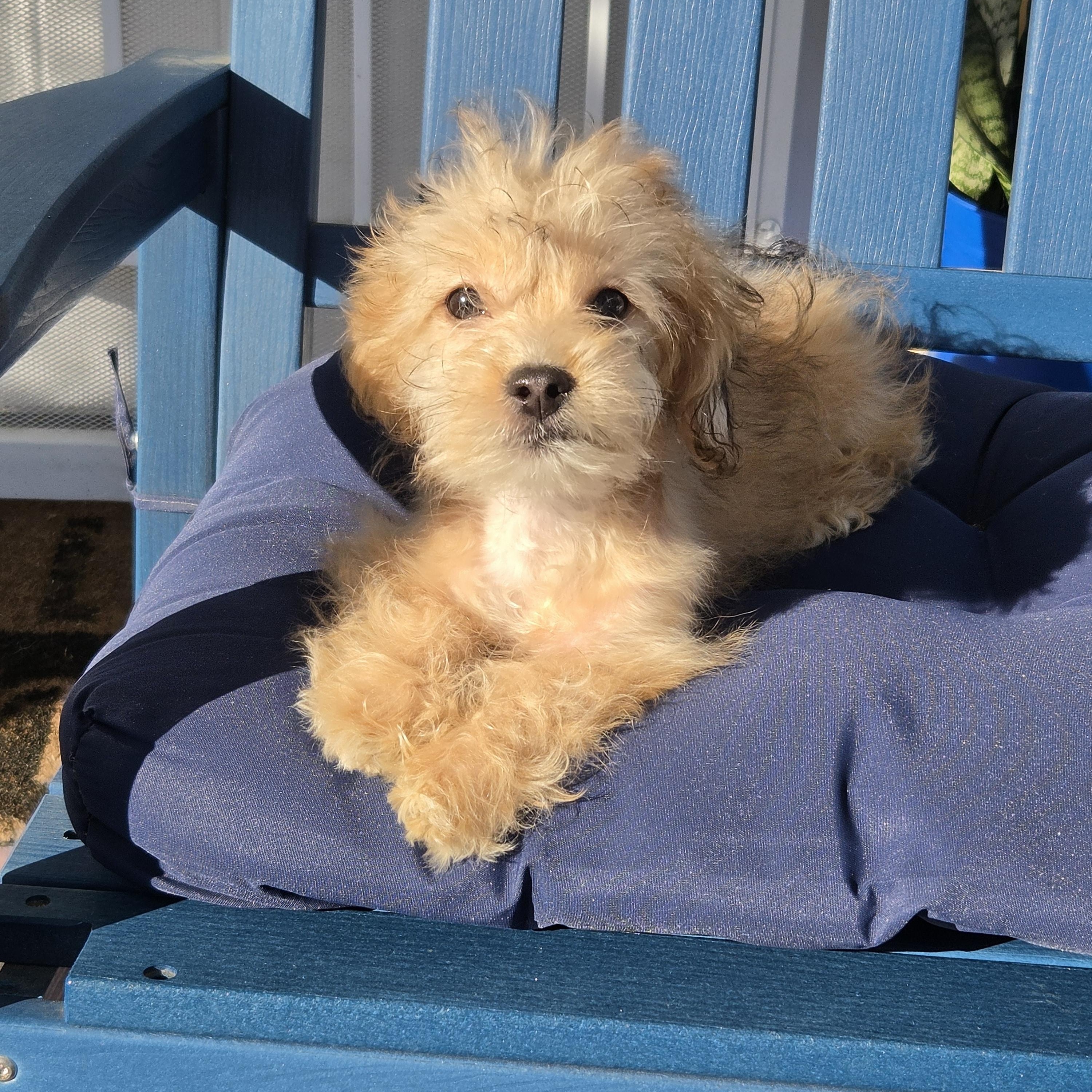 Enlarge Joeleene, a Adoptable Maltipoo in Torrance, CA image 3/4