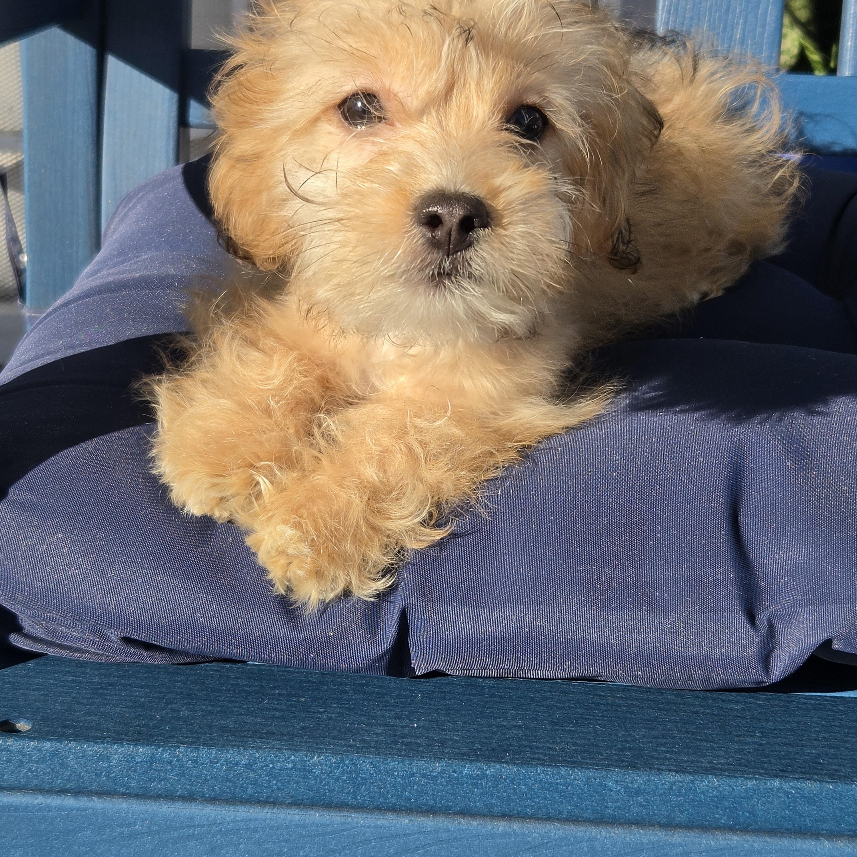 Enlarge Joeleene, a Adoptable Maltipoo in Torrance, CA image 2/4