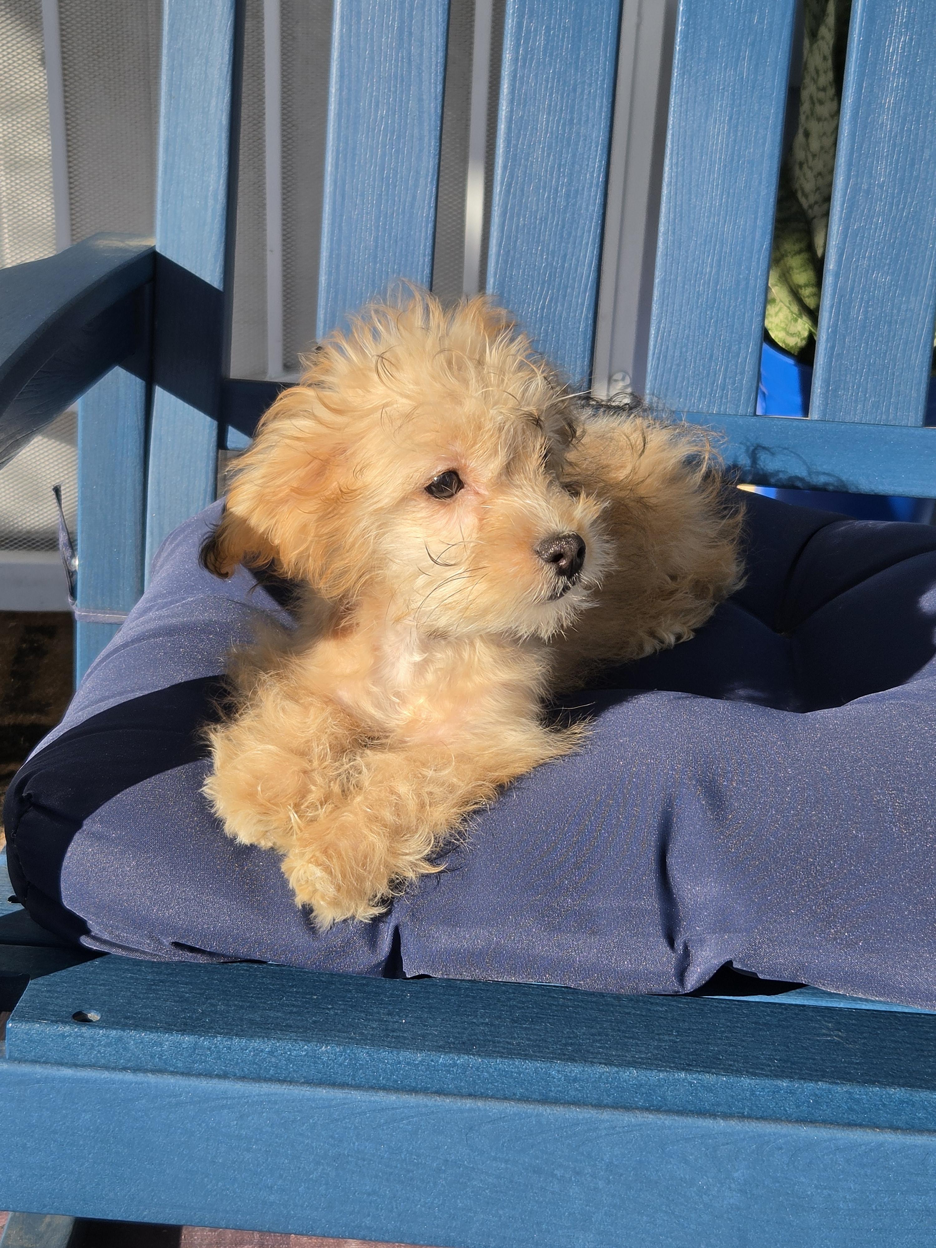 Enlarge Joeleene, a Adoptable Maltipoo in Torrance, CA image 4/4