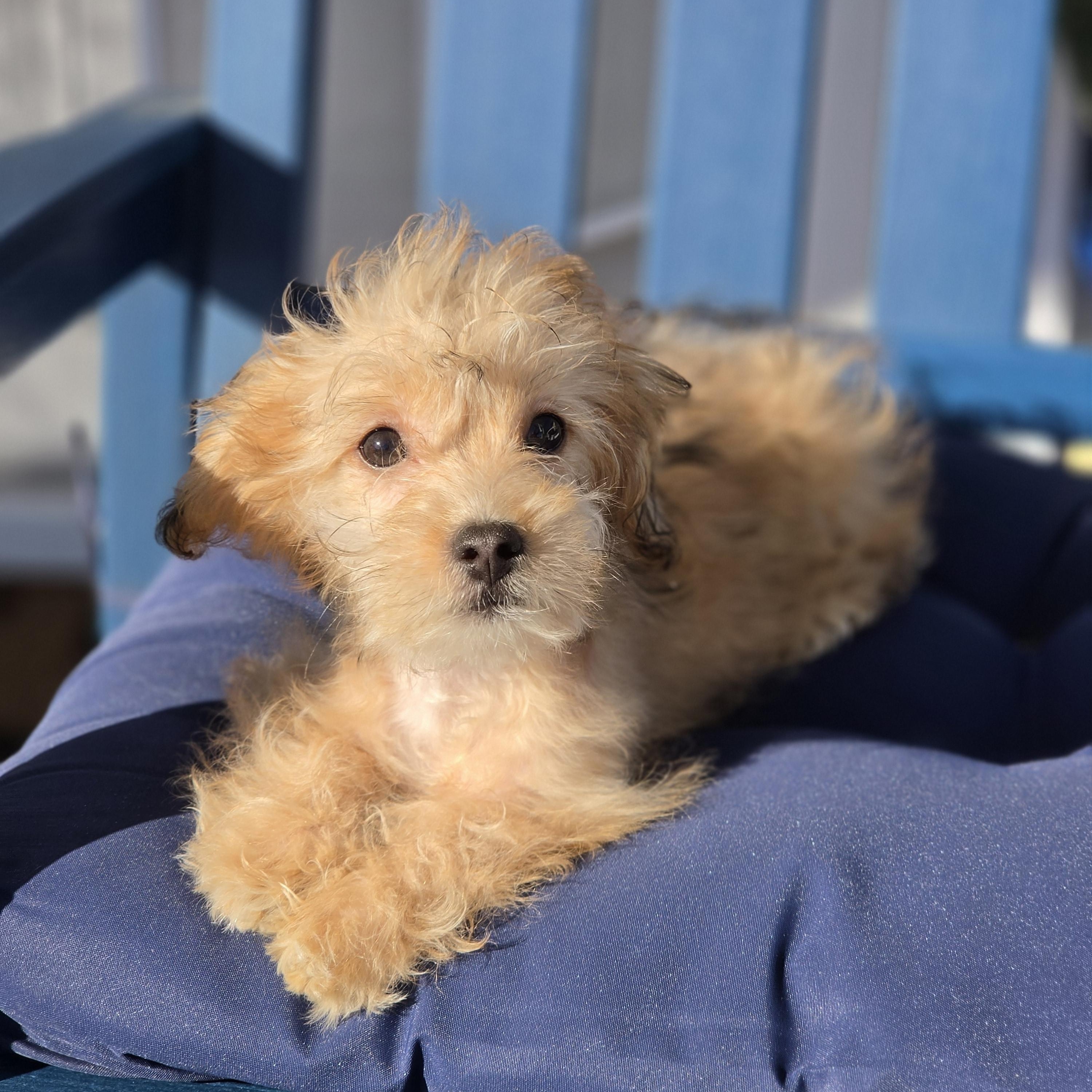 Joeleene, Adoptable, Puppy Female Maltipoo.