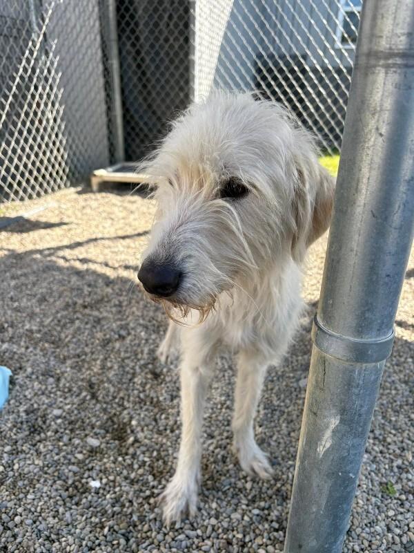 Tansy, Adoptable, Young Female Terrier.