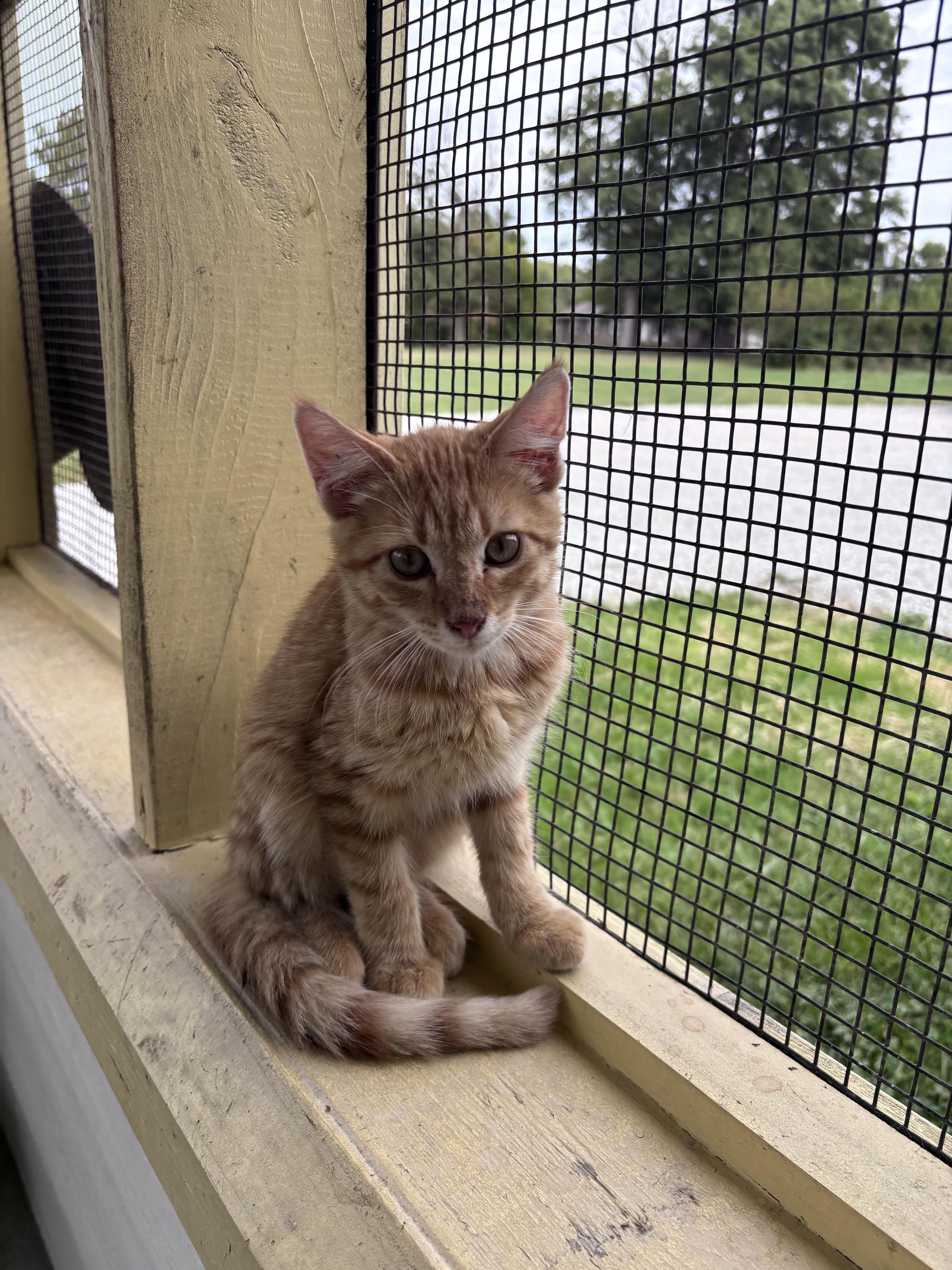 Ed, Adopted, Young Male Domestic Short Hair.