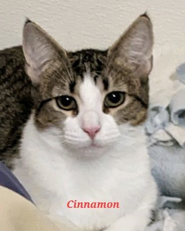 Enlarge Cinnamon, a Adoptable Domestic Short Hair in Colfax, IA image 1/1