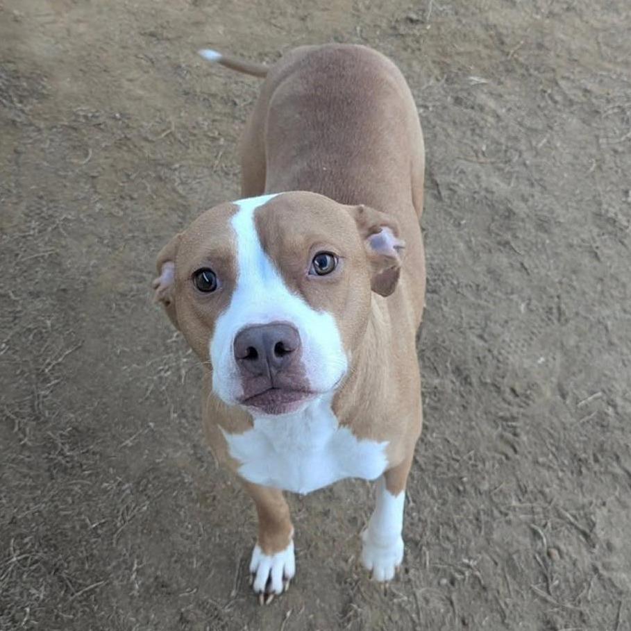 Enlarge PENNY  Available NOW - ADOPTION or RESCUE!, a Adoptable Mixed Breed in Nashville, NC image 1/2