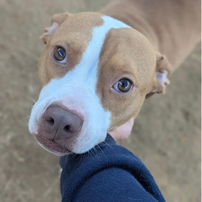 Enlarge PENNY  Available NOW - ADOPTION or RESCUE!, a Adoptable Mixed Breed in Nashville, NC image 2/2