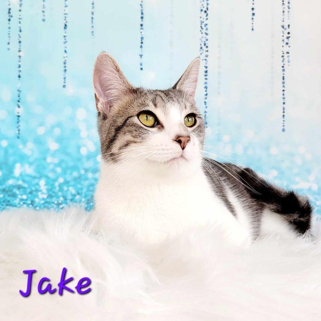 Jake, adoptable, Adult Male Domestic Short Hair & Tabby.