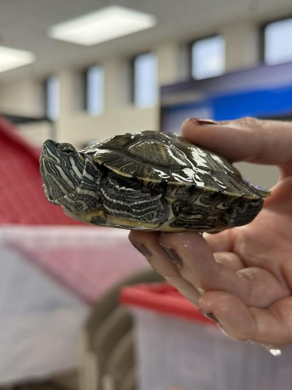 Scout, Adoptable, Young Male Turtle.