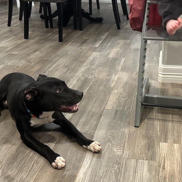 Pax, a Adoptable Mixed Breed in Beaumont, TX image 1/5