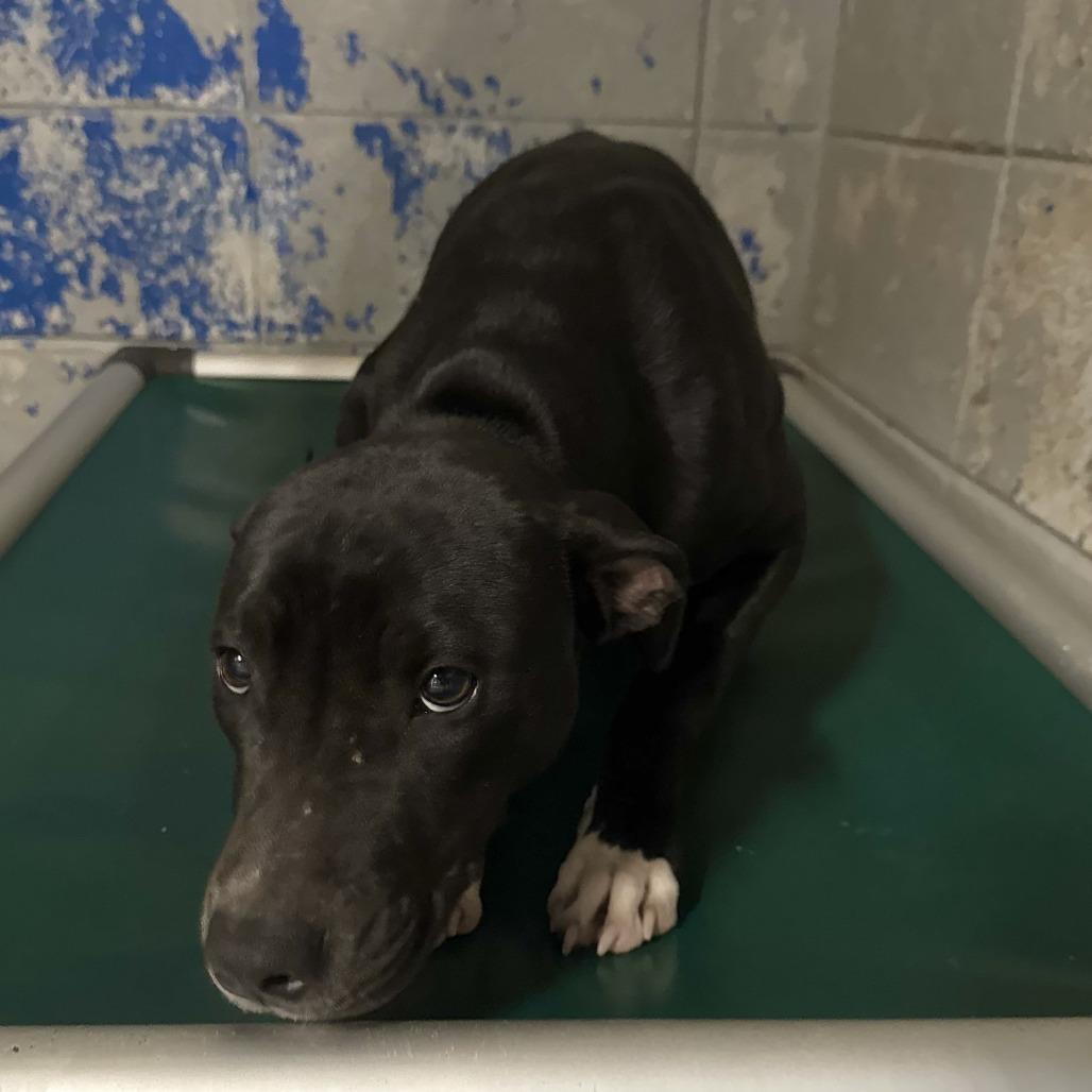 Pax, Adoptable, Young Male Mixed Breed.