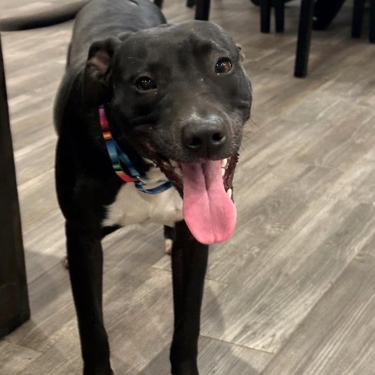 Pax, a Adoptable Mixed Breed in Beaumont, TX image 3/5