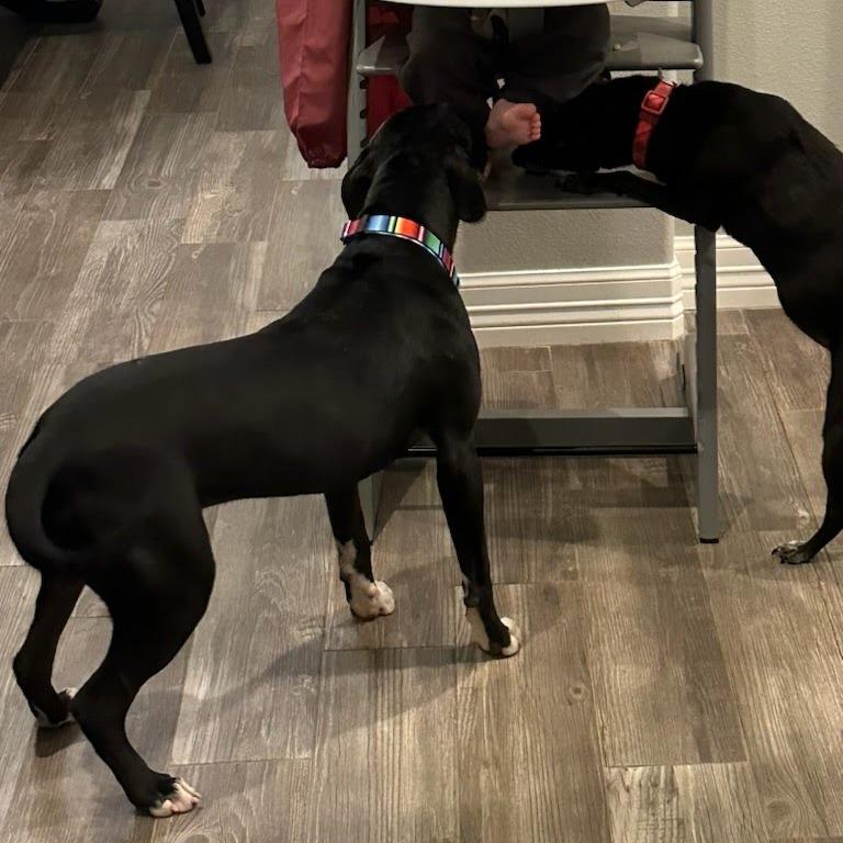 Pax, a Adoptable Mixed Breed in Beaumont, TX image 5/5