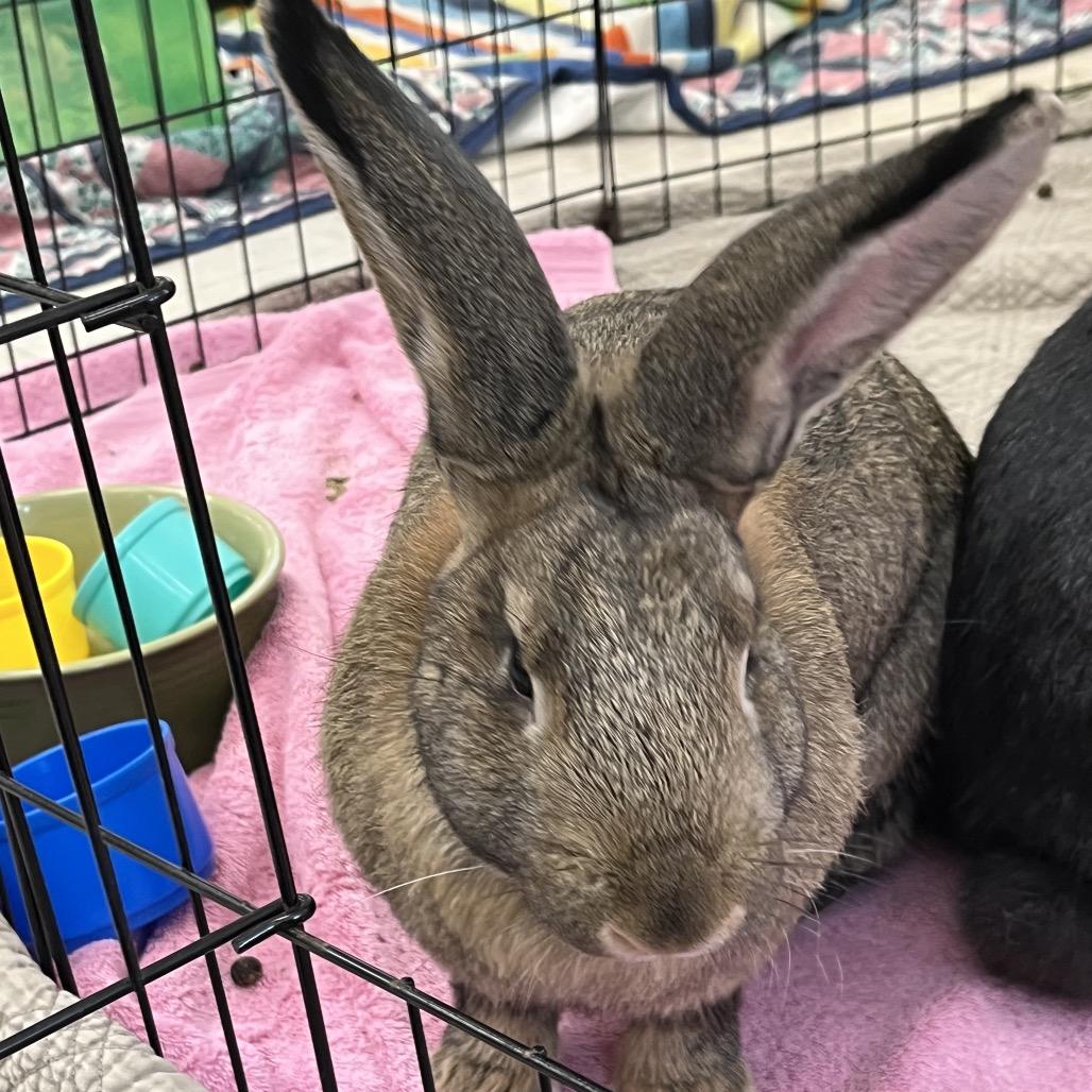 Almond Joy, Adoptable, Young Female American.