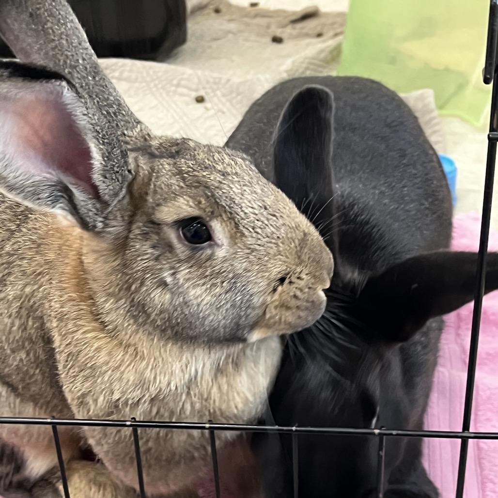 Almond Joy, Adoptable, Young Female American.