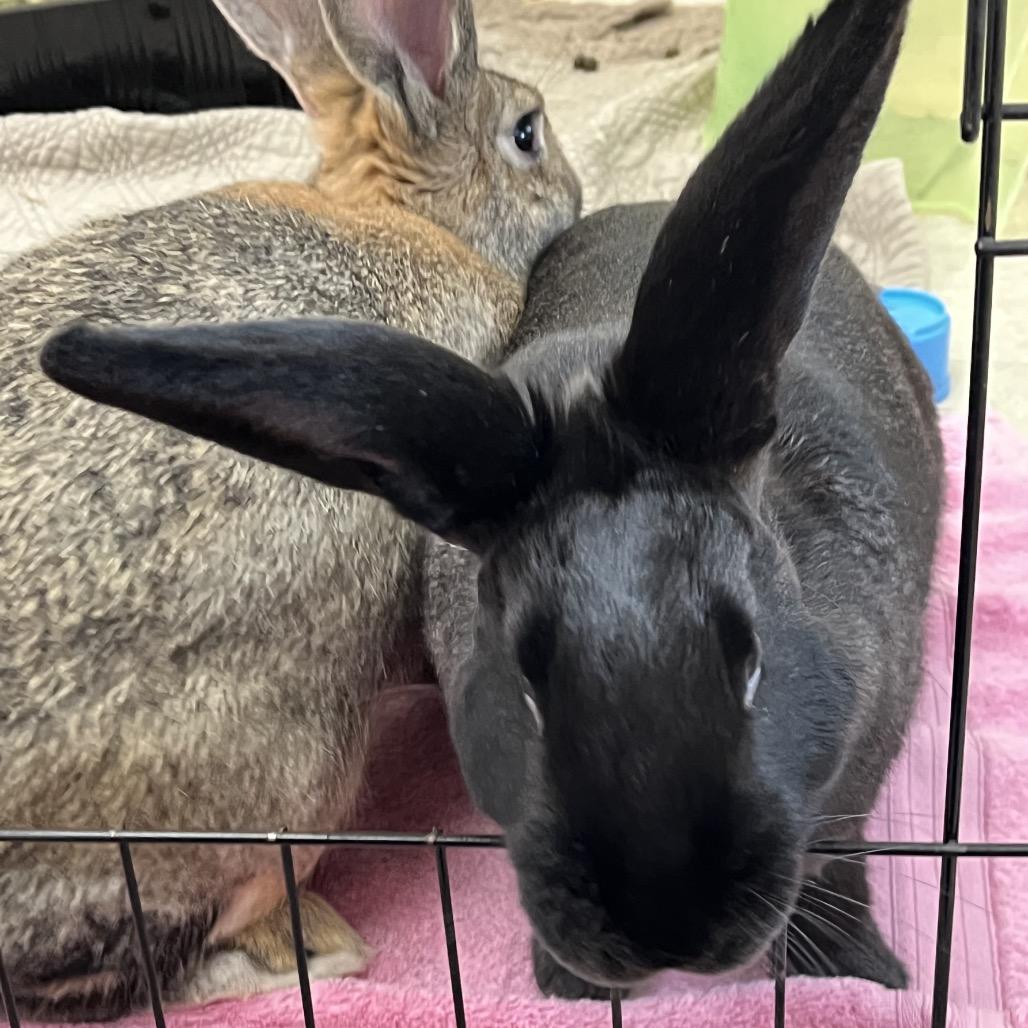 Enlarge Almond Joy, a Adoptable American in Bedford, NH image 3/5