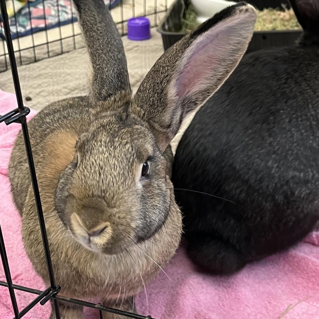 Enlarge Almond Joy, a Adoptable American in Bedford, NH image 4/5
