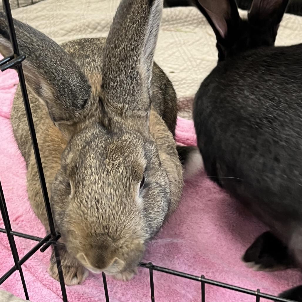 Enlarge Almond Joy, a Adoptable American in Bedford, NH image 5/5
