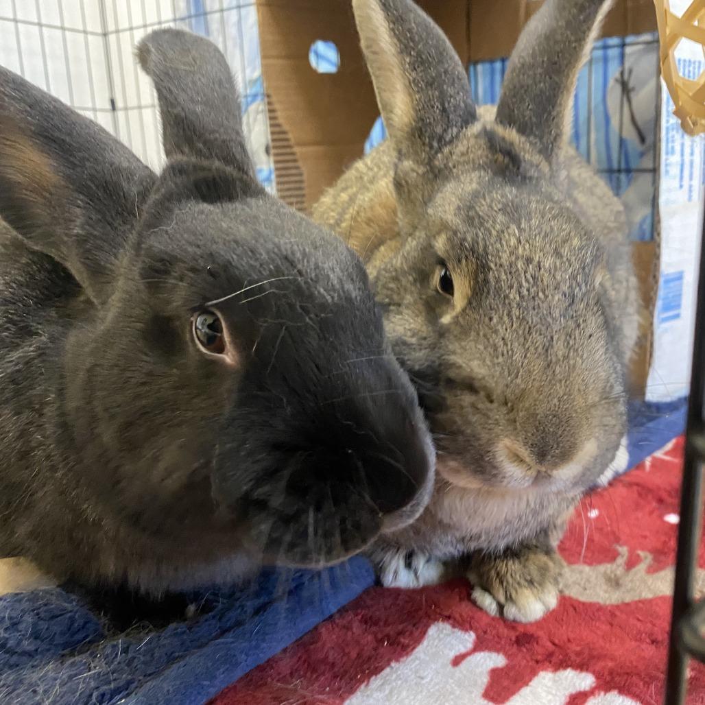 Almond Joy, a Adoptable American in Bedford, NH image 3/3