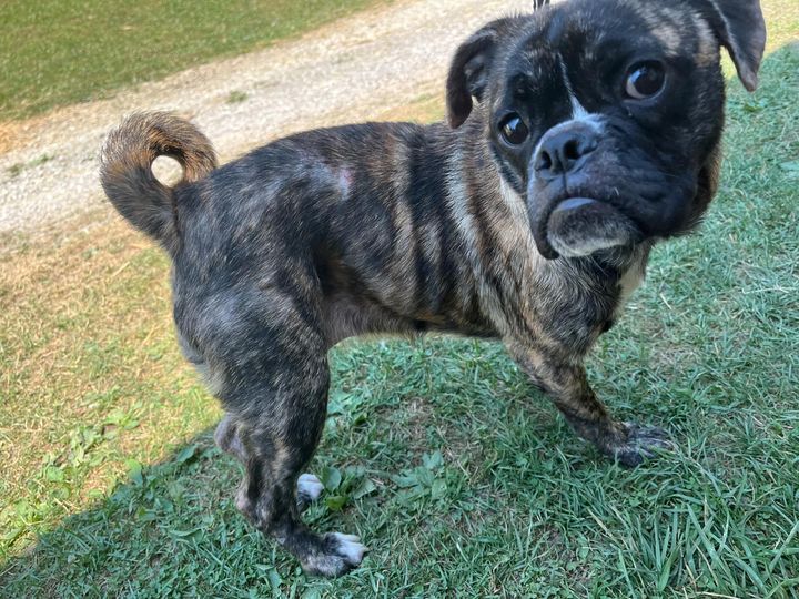 Pugwena, Adopted, Young Female Pug.