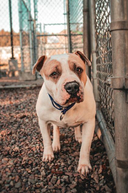 Gloria, ADOPTABLE, Adult Female Mixed Breed.