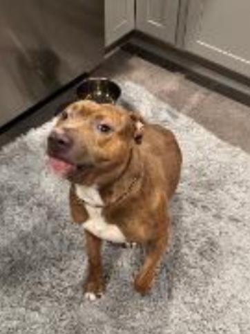 Enlarge MAZEY (Tripod), a Adoptable mixed breed in Carroll, OH image 2/2