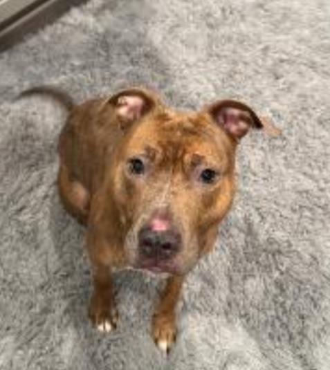 Enlarge MAZEY (Tripod), a Adoptable mixed breed in Carroll, OH image 1/2