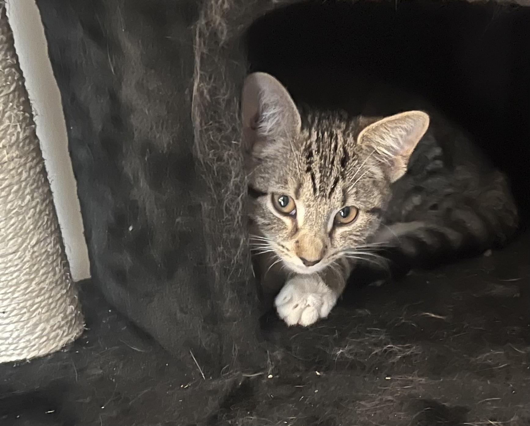 AJ Mittens, Adoptable, Kitten Male Domestic Short Hair.