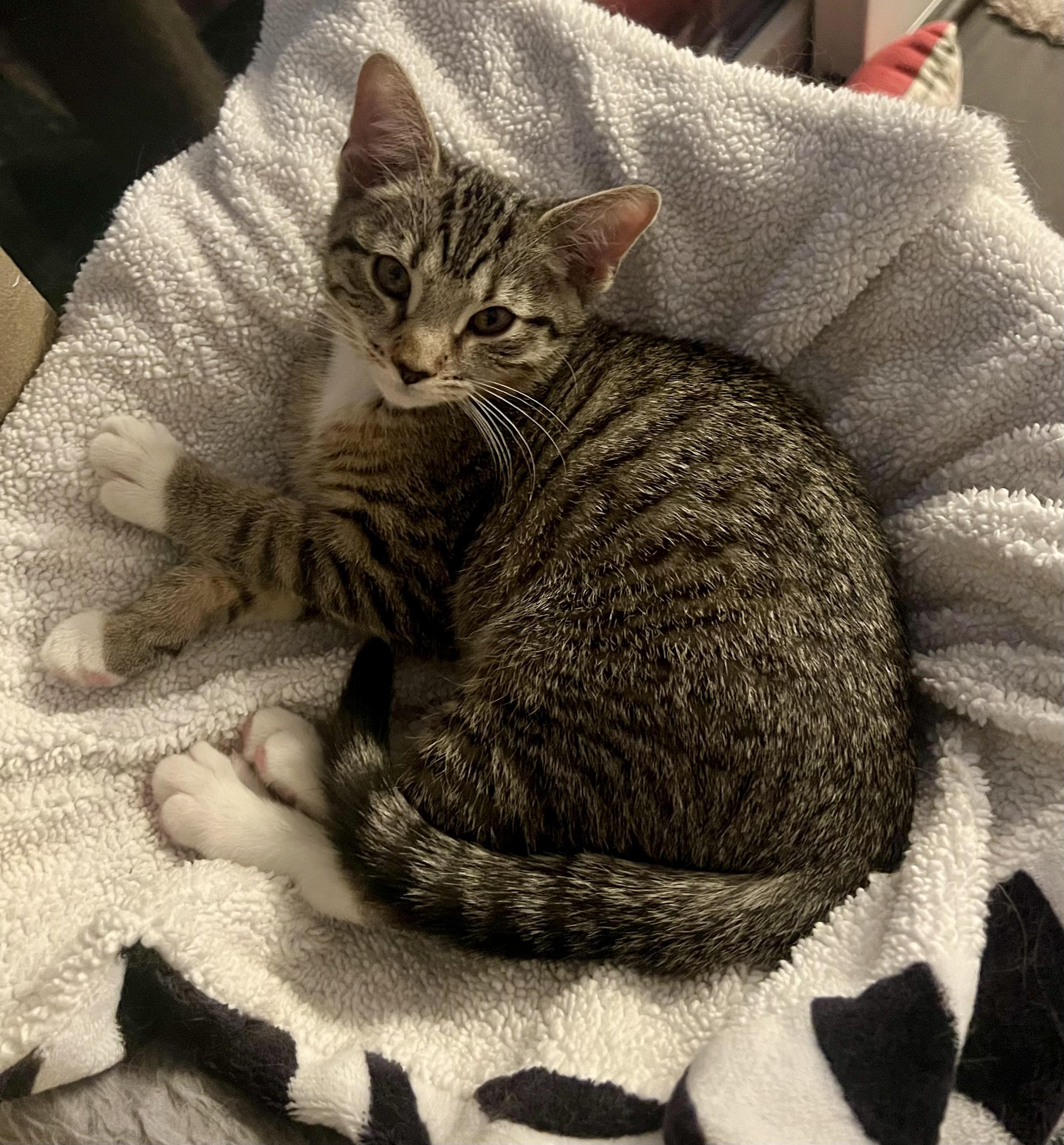 AJ Mittens, a Adoptable Domestic Short Hair in Pickerington, OH image 3/5