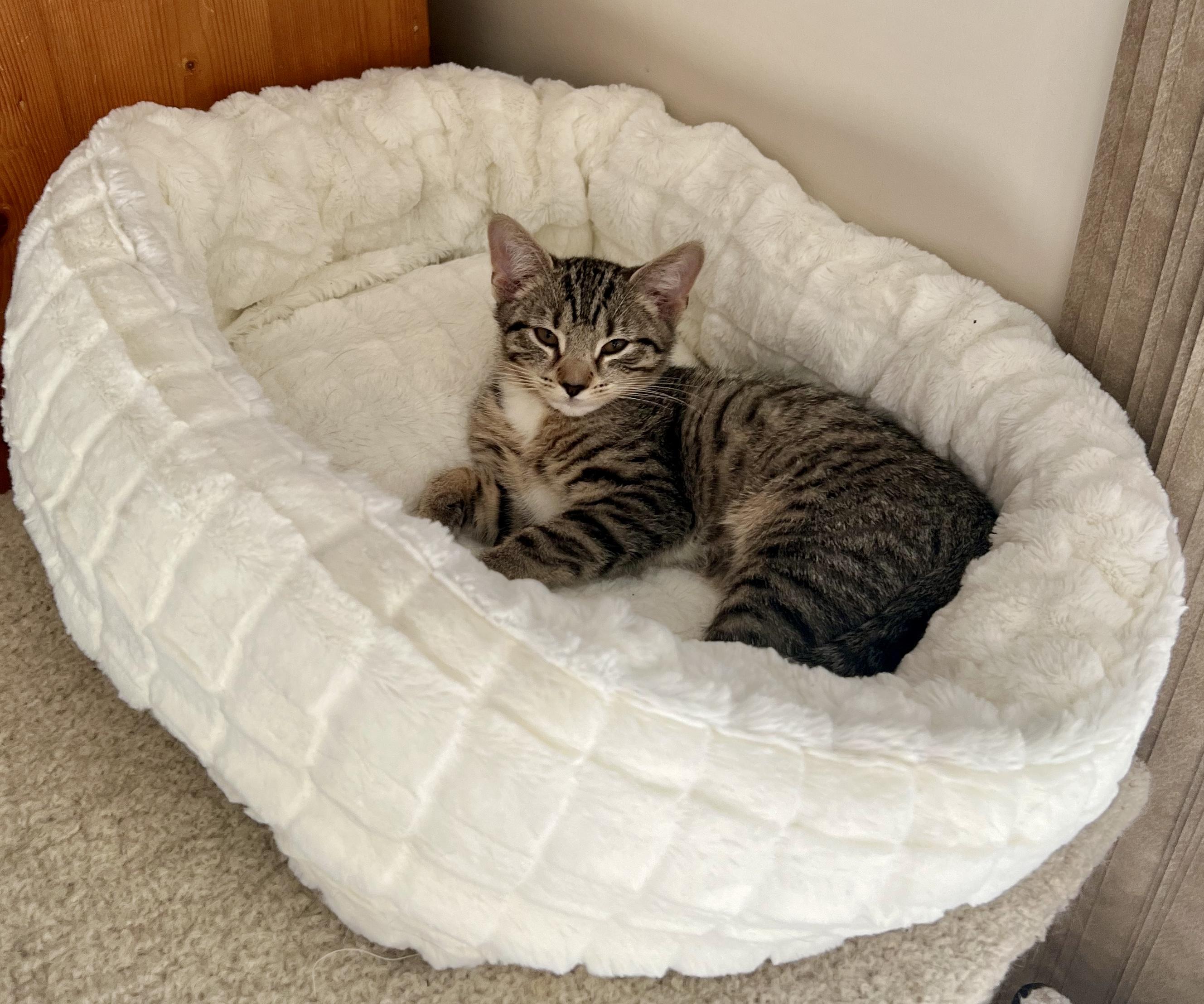 AJ Mittens, a Adoptable Domestic Short Hair in Pickerington, OH image 2/5